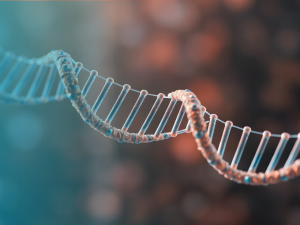 Stress oxydatif, hypoxie et vieillissement : les liens démontrés