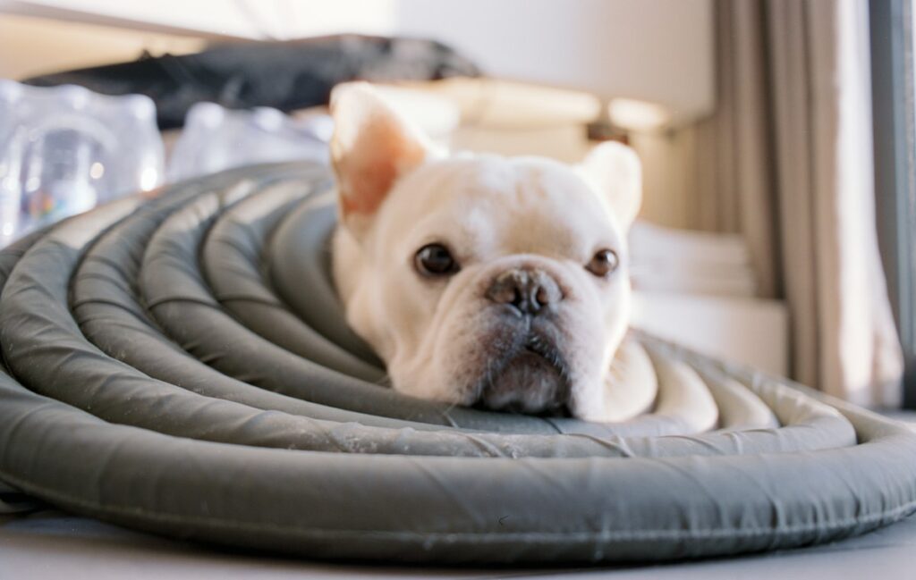 Chien en convalescence avec collerette