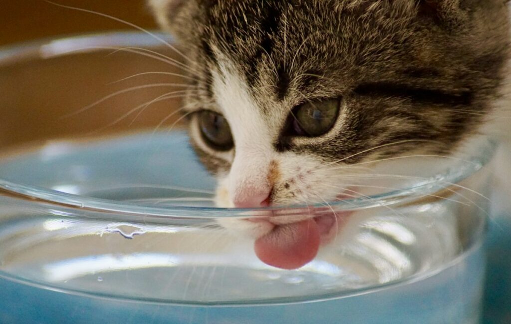 Eau riche en oxygène animaux : chat buvant dans sa gamelle