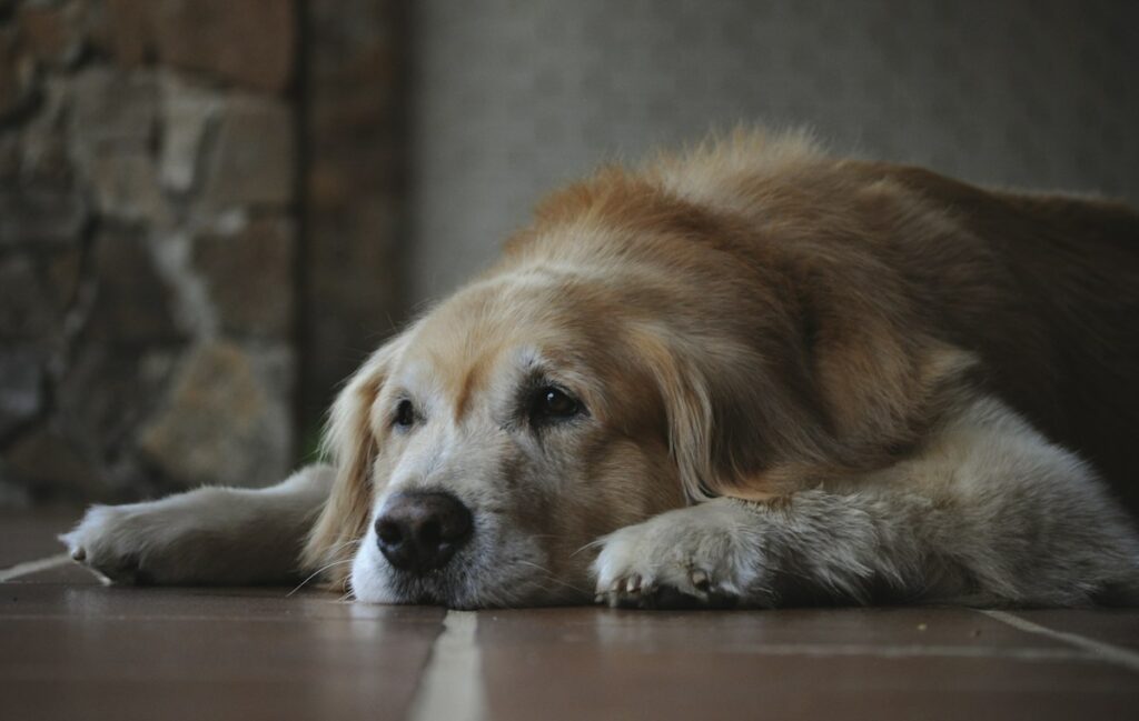 Chien senior couché au sol