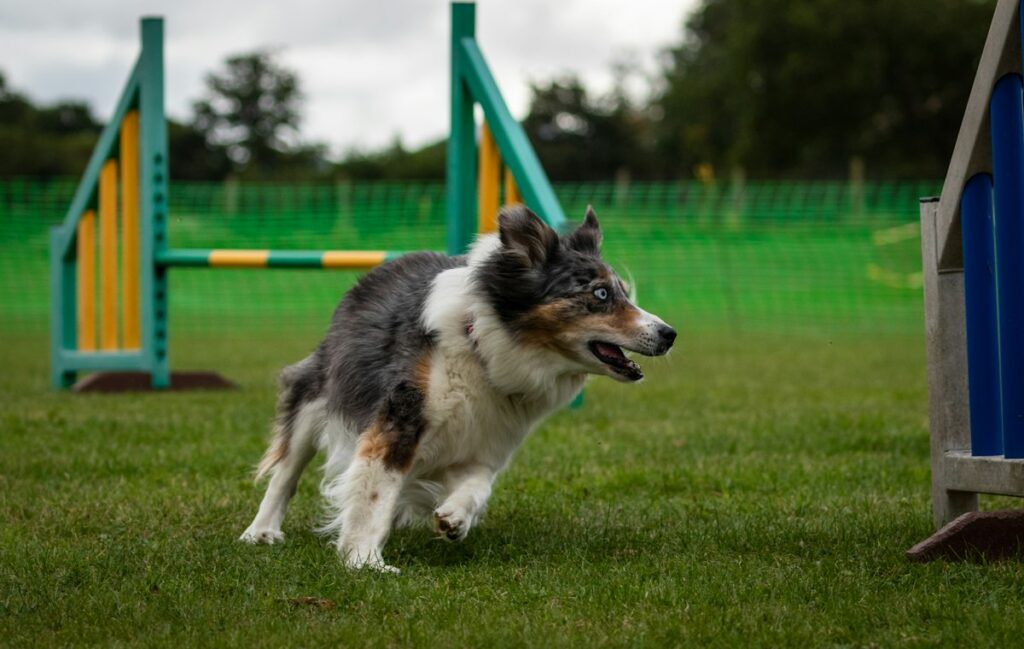 Chien sportif courant dans l’herbe